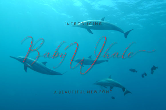 Baby Whale: A Delicate Script Handwritten Font for Editors